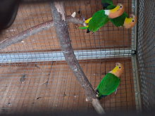  Parent reared Caiques and Pionus