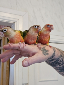 Hand reared baby conures