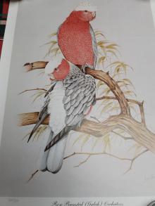 Galah Cockatoo Print