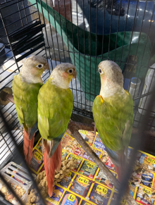 Proven breeding pair of pineapple con...