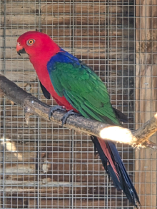 Amboina King Parrots