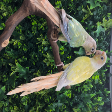 Green Cheek mutations