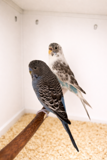 Bwbw,bw,bf budgies 