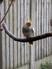 Cockatiel Pied Cock 