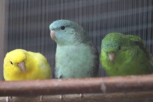 Lineolated parakeet 