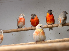 Quality birds 