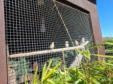 Zebra finch pairs