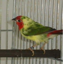 Exotic Finch