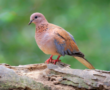 Senagal dove females 