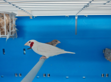 Exotic Finch pairs 