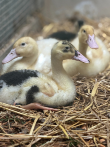 Ducklings for Sale
