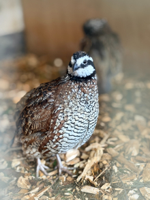 Quails for Sale