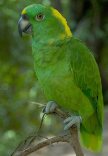 Male Yellow nape Amazon 