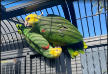 Double Headed Amazons Breeding Pair 