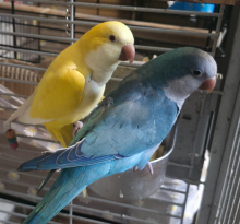 Quaker parakeets pair beautiful pair