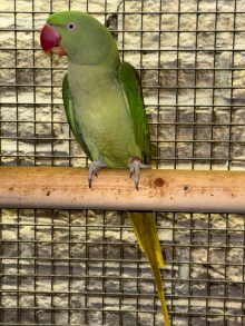 Alexandrine and Ringnecks.