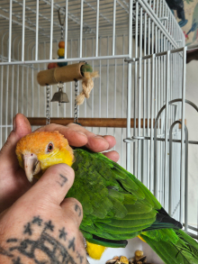 Cuddly tame yellow thighed caique 