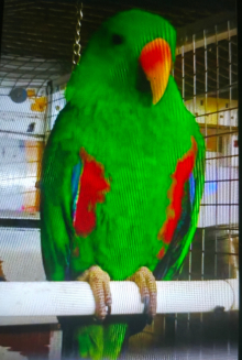 Eclectus pair for sale