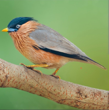 Pagoda Starlings
