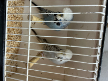 Budgies spare 