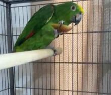 Yellow crowned amazon