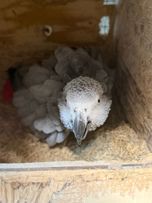 Congo African Grey Pair