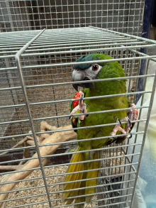 Hanns Macaw