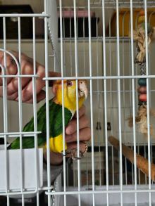 Cuddly tame yellow thighed caique 