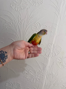 Handreared