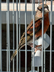 Red Siskin mules - 