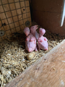 Ringneck parakeets 