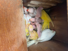 Young Ringnecks available 