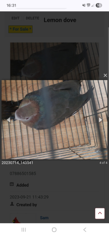 Lemon dove hen Wanted
