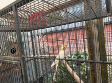 PAIR OF COCKATIELS
