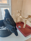 1000030986