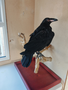 Common Raven Hand Reared Chick