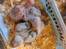 Handrearing conure chicks 
