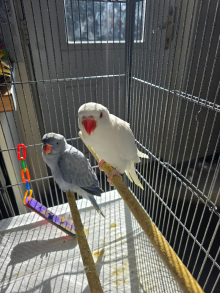 Hand reared ringneck