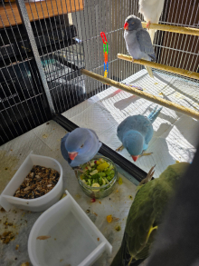 Baby Ringneck