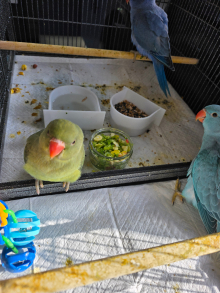 Baby Ringneck 