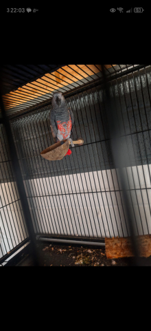 Red​ Factor African Grey Hen