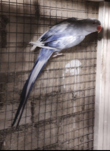 Pair of Rec.pied violet blue Ringneck