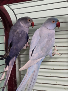Ringnecks!!!