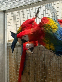 Scarlet Macaw Pairs