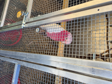 Galahs 