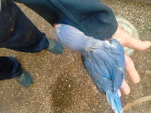 Vibrant violet ringnecks for sale 2026