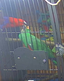 Beautiful eclectus proven pair 