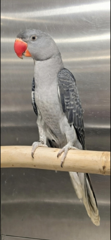 Grey alexandrine cock for sale