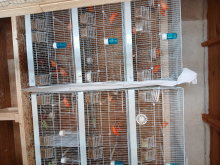 Red Factor Canaries