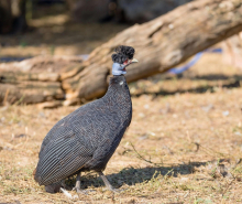 Crested Guinea fowl 